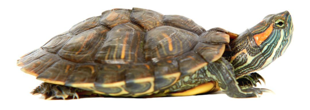 Tortuga